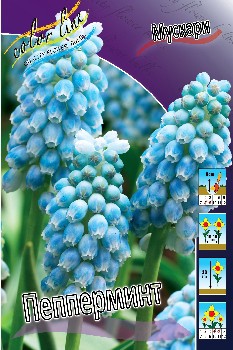 Muscari Peppermint 62,7.  10.jpg