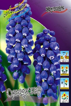 Muscari Superstar 617.  10.jpg