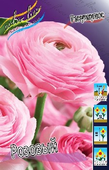 Ranunculus Pink 52,5.  10.jpg