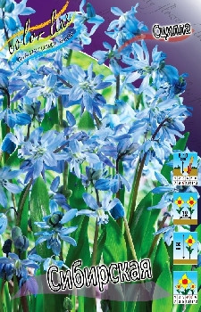 Scilla Siberica 47,4.  10.jpg