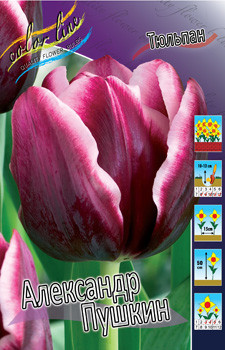 Tulipa Alexander Pushkin 113,8.  10.jpg