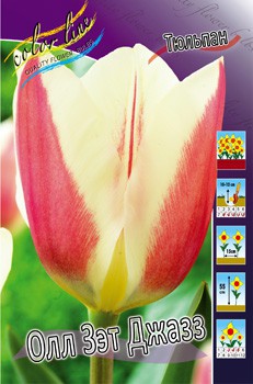 Tulipa All that Jazz 88,2.  10.jpg