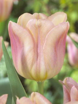 Tulipa Apricot Amor 113,8.  10.jpg