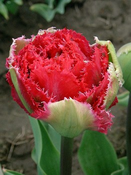 Tulipa Belfort 267.  10.jpg