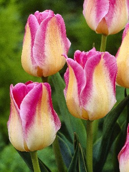 Tulipa Blushing Bride 118,9.  10.jpg