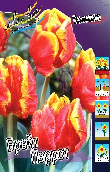 Tulipa Bright Parrot 86,2.  10.jpg