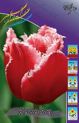 Tulipa Canasta 98,5.  10.jpg