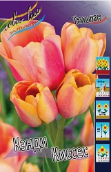 Tulipa Candy Kisses 139,3.  10.jpg