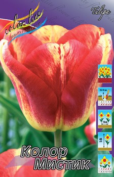 Tulipa Colour Mystic 108,7.  10.jpg