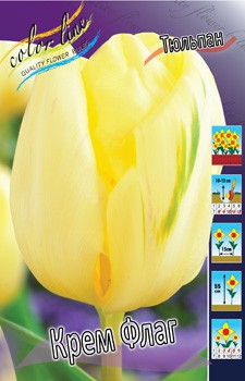 Tulipa Creme Flag 88,2.  10.jpg