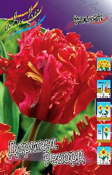 Tulipa Doorman's Record 149,5   10.jpg