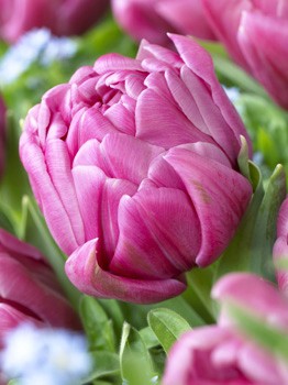 Tulipa Double You 103,6.  10.jpg