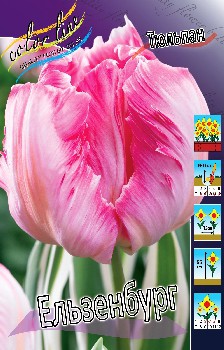 Tulipa Elsenburg 164,9.  10.jpg