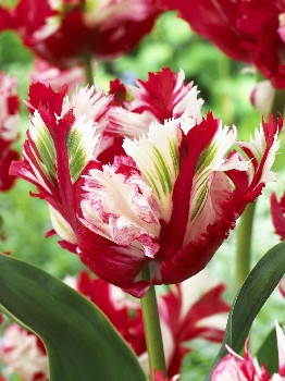 Tulipa Estella Rijveld 129,1.  10.jpg