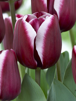 Tulipa Fontainebleau 103,6.  10.jpg