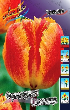 Tulipa Fringed Solstice 83,1.  10.jpg