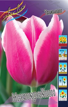 Tulipa Inspiration 93,3.  10.jpg