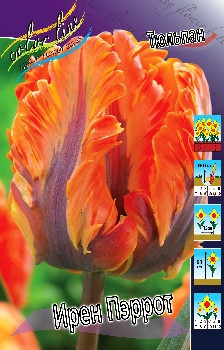 Tulipa Irene Parrot 149,5.  10.jpg