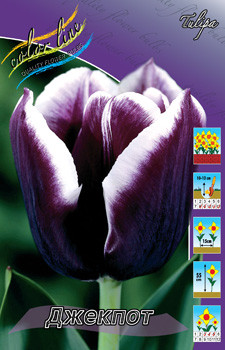 Tulipa Jackpot 113,8.  10.jpg