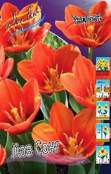 Tulipa Love Song 88,2.  10.jpg