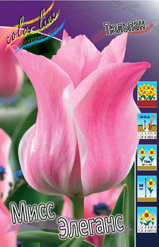 Tulipa Miss Elegance 88,2.  10.jpg