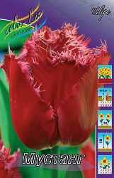 Tulipa Mustang 118,9.  10.jpg