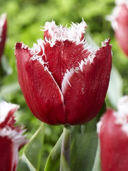 Tulipa New Santa 154,7.  10.jpg