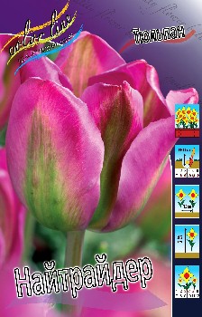 Tulipa Nightrider 134,2.  10.jpg