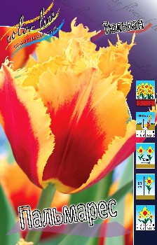 Tulipa Palmares 98,5.  10.jpg