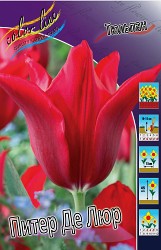 Tulipa Pieter De Leur 78.  10.jpg