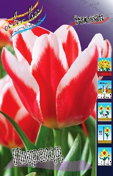 Tulipa Pirand 103,6.  10.jpg