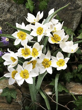 Tulipa Polychroma (biflora) 118,9.  10.jpg