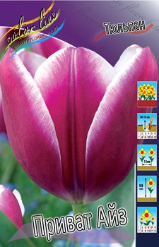 Tulipa Private Eyes 124.  10.jpg