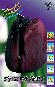 Tulipa Queen Of Night 96,4.  10.jpg