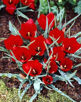 Tulipa Red Hunter 72,9.  10.jpg