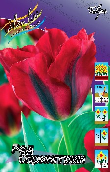 Tulipa Red Springgreen 108,7.  10.jpg