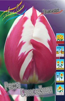 Tulipa Rems Sensation 118,9.  10.jpg