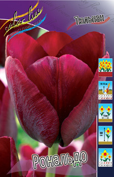 Tulipa Ronaldo 72,9.  10.jpg