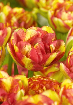 Tulipa Sundowner 144,4.  10.jpg