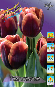 Tulipa Tennessee 83,1.  10.jpg