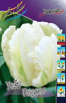Tulipa White Parrot 118,9.  10.jpg