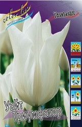 Tulipa White Triumphator 103,6.  10.jpg