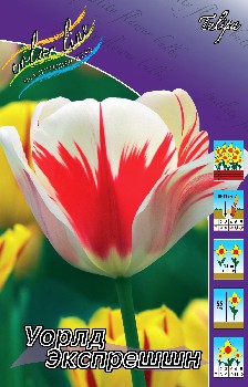 Tulipa World Expression 100,5.  10.jpg