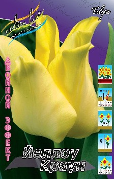 Tulipa Yellow Crown 205,7.  10.jpg