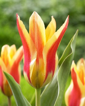 Tulipa Zizou 78.  10.jpg