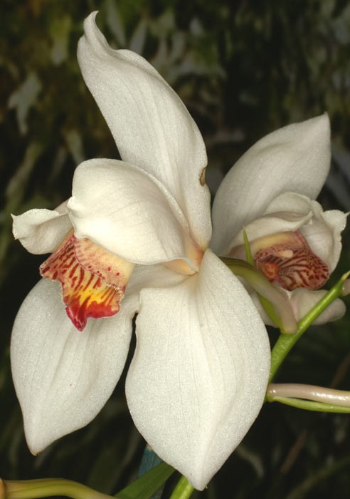 Cymbidium-erythrostylum.jpg