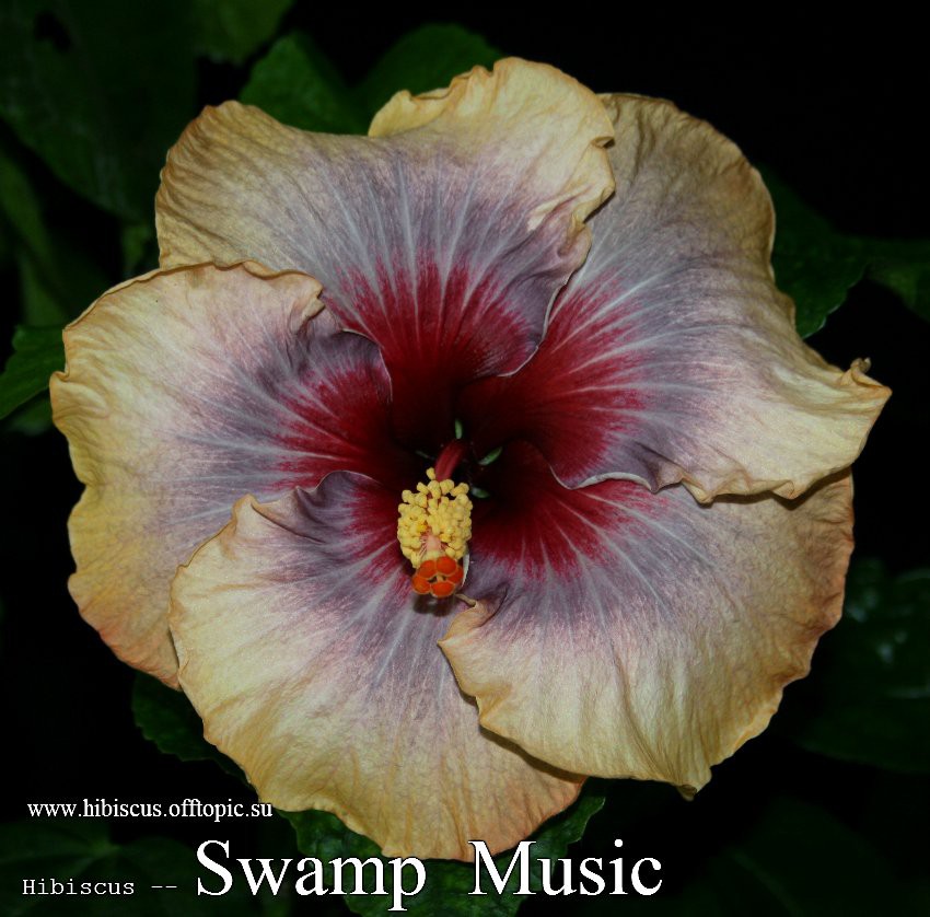 088 - Swamp Music.jpg