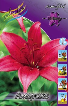 Lilium America 132,10.  10.jpg