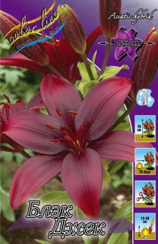 Lilium Black Jack 184,5.  10.jpg