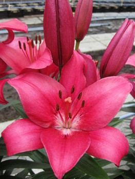 Lilium Cecina NEW 142,6.  10.jpg